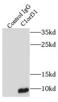 COA6 Antibody