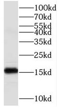 COA6 Antibody