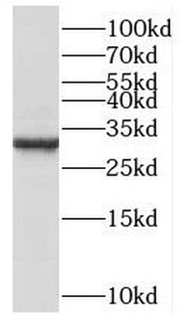 C1QBP Antibody