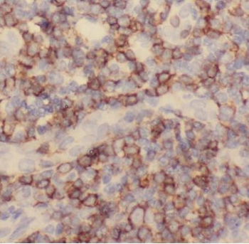 C1QBP Antibody