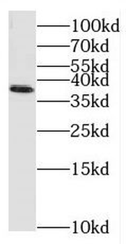 MAIP1 Antibody