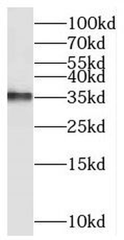C2orf49 Antibody