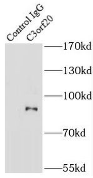 C3orf20 Antibody