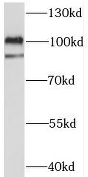 C3orf20 Antibody