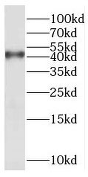 XXYLT1 Antibody