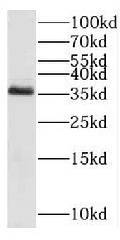 C3orf38 Antibody