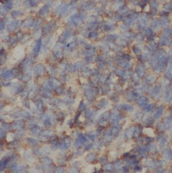 C4BPA Antibody