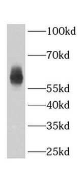 ABHD18 Antibody