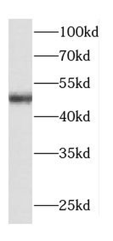 TRAPPC13 Antibody