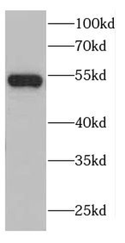 C6orf15 Antibody