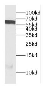 CEP85L Antibody