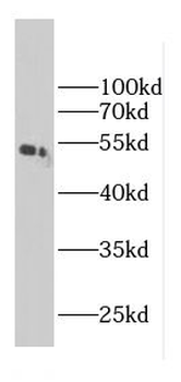 SUGCT Antibody