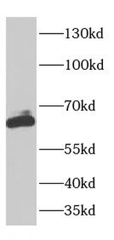 SPMIP4 Antibody