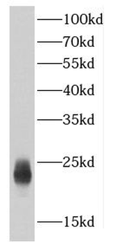 C7orf50 Antibody
