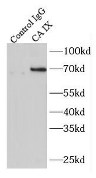 CA9 Antibody
