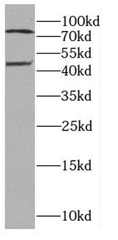 CA12 Antibody