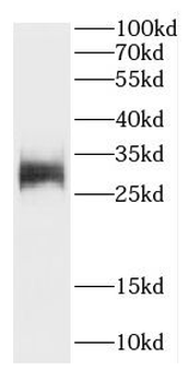 CA13 Antibody