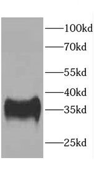 CA4 Antibody