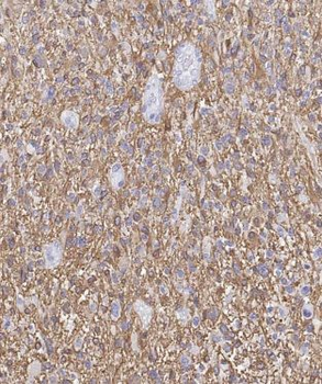CA8 Antibody