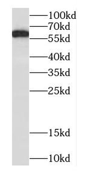 COQ8A Antibody