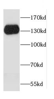 CDH16 Antibody