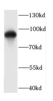 CDH7 Antibody