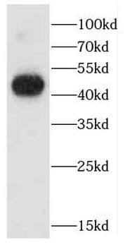 CADM3 Antibody