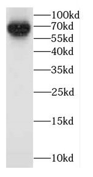 CADM4 Antibody