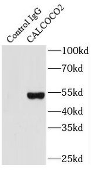 CALCOCO2 Antibody