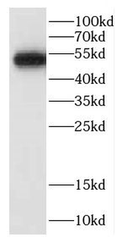 CALCOCO2 Antibody
