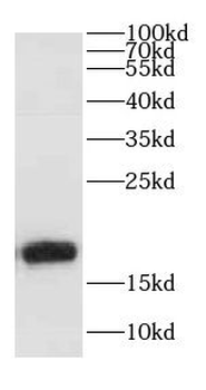 CALM3 Antibody