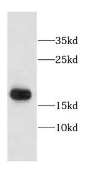 CALML3 Antibody
