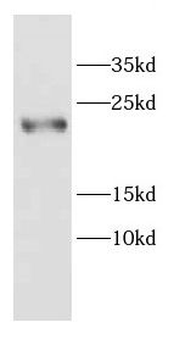 CALML4 Antibody
