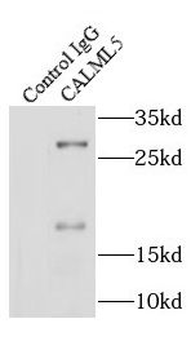 CALML5 Antibody
