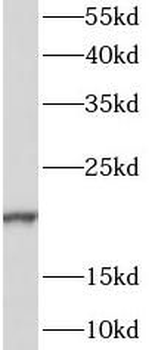 CALML6 Antibody