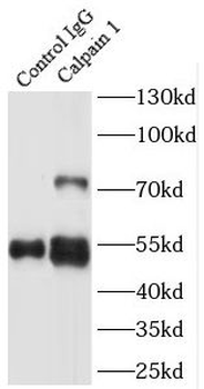 CAPN1 Antibody