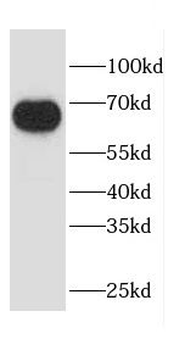 CAPN6 Antibody