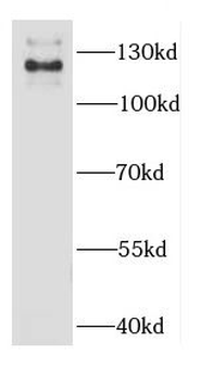 CAST Antibody