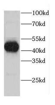 CALR3 Antibody