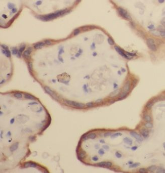 CALU Antibody