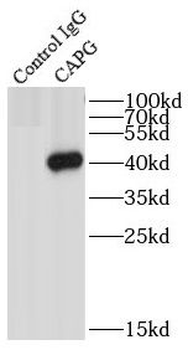 CAPG Antibody
