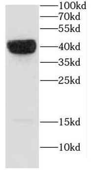 CAPG Antibody