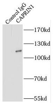 CAPRIN1 Antibody