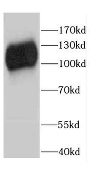 CAPRIN1 Antibody