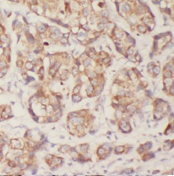 CAPRIN1 Antibody