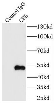 CPE Antibody
