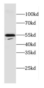 CPE Antibody