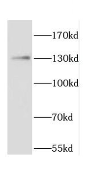 CARD6 Antibody