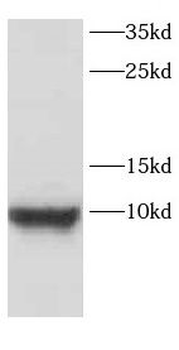 CARTPT Antibody