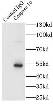 CASP10 Antibody